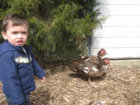 a boy standing next to a chicken