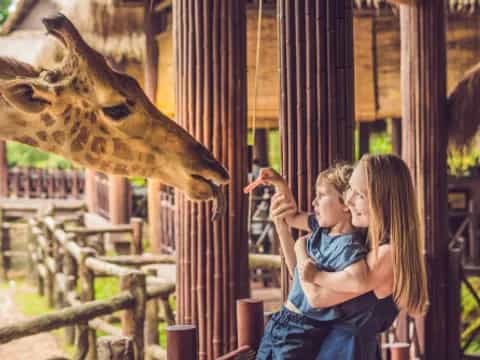 a person feeding a giraffe