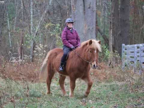 a person riding a horse