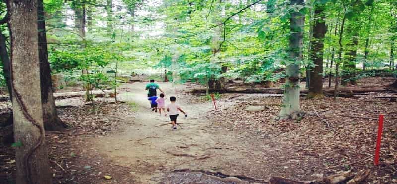 a group of people walking in a forest
