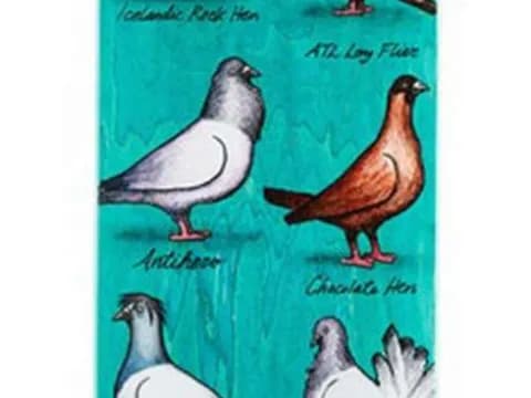 a group of birds
