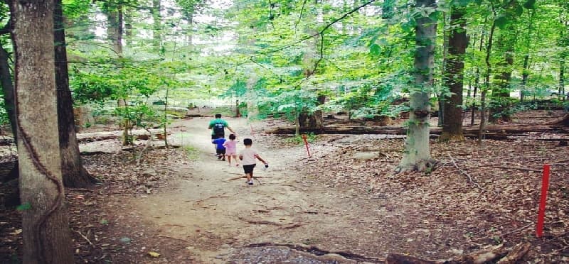 a group of people walking in a forest