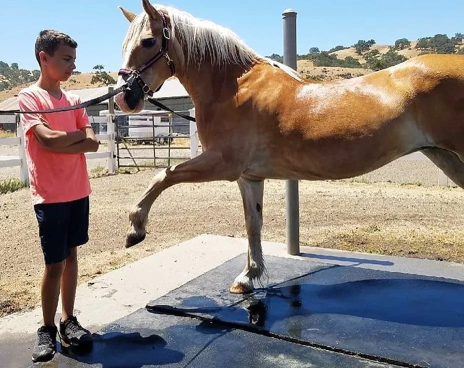 a person standing next to a horse