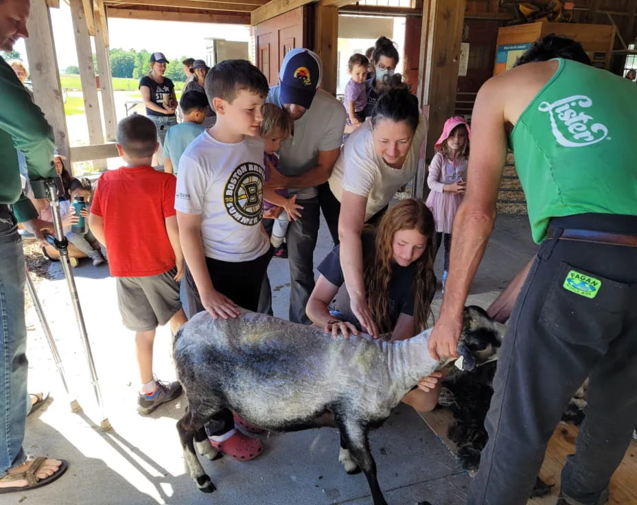 a group of people petting a pig