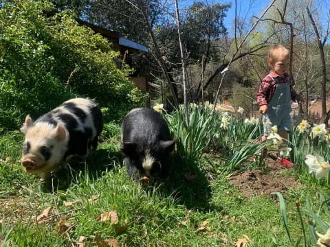 a boy and two pigs in a yard