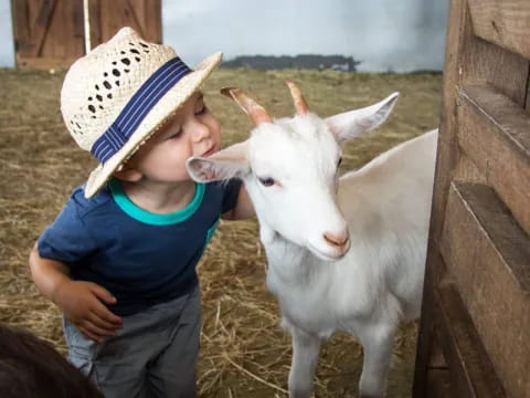 a child kissing a goat
