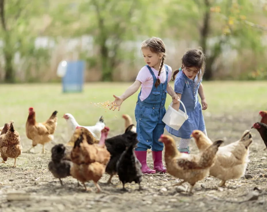 a couple of girls with chickens