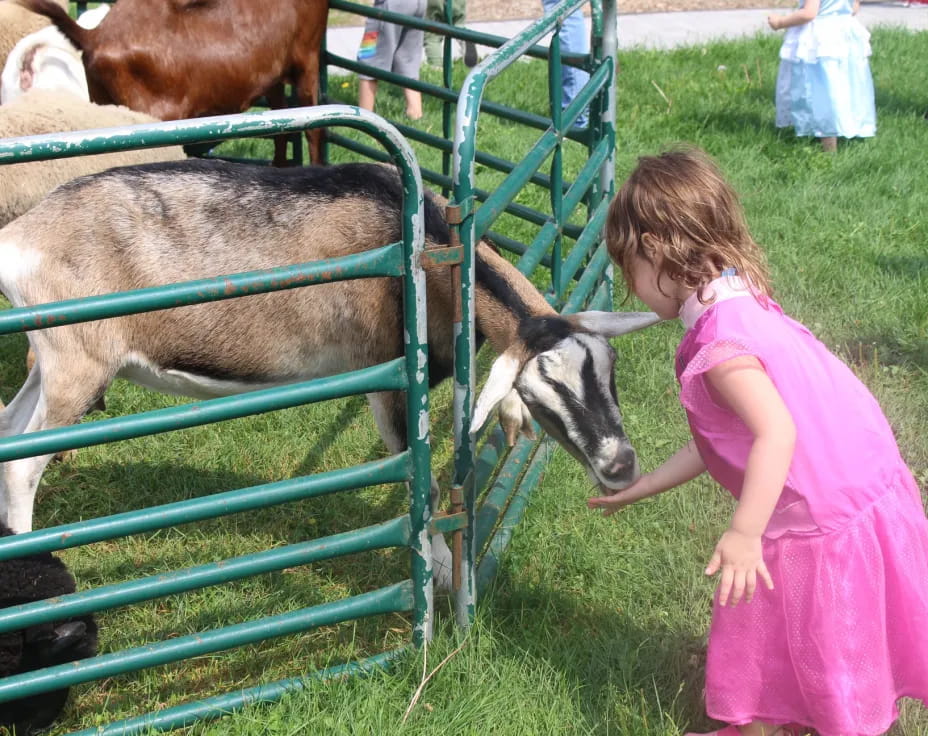 a girl looking at a goat
