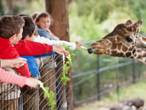 a group of kids feeding a giraffe