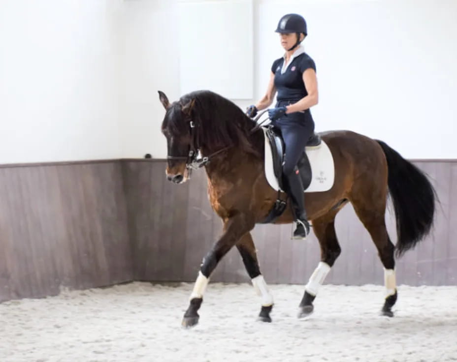 a person riding a horse