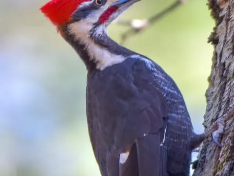 a bird with a red head