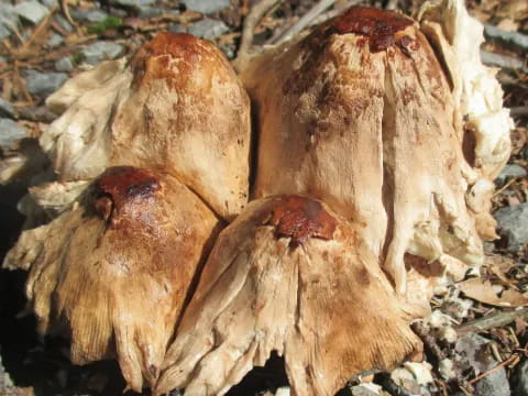a group of mushrooms