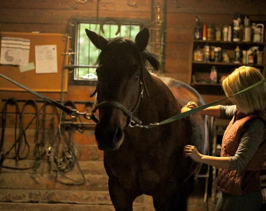 a person holding a horse