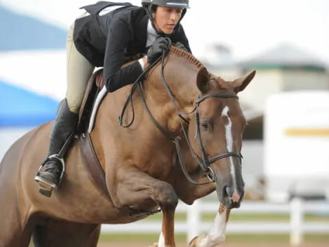 a person riding a horse