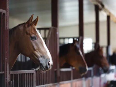 horses in a barn
