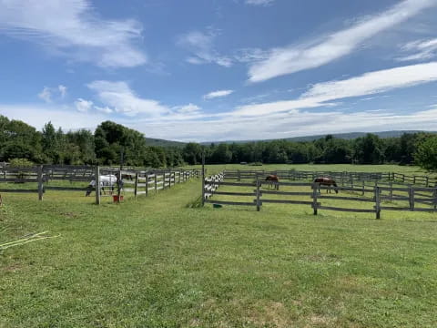 horses in a fenced pasture