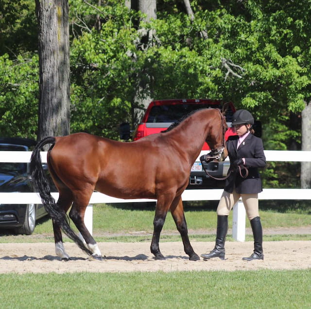 a person standing next to a horse