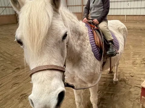a child riding a white horse