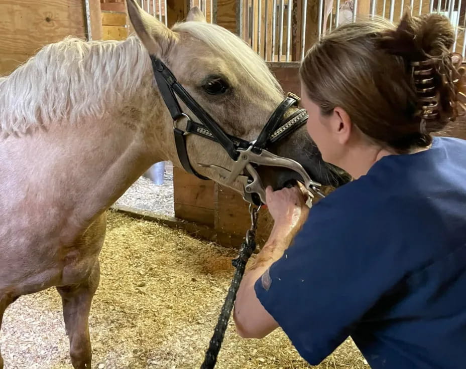 a person petting a horse
