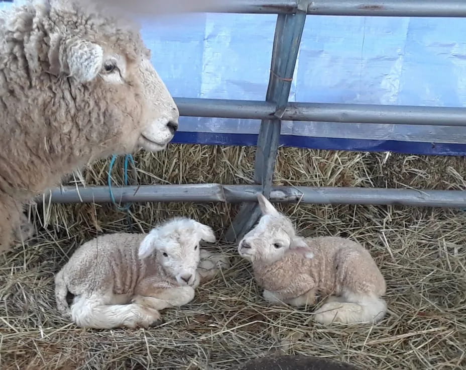 a group of sheep in a pen