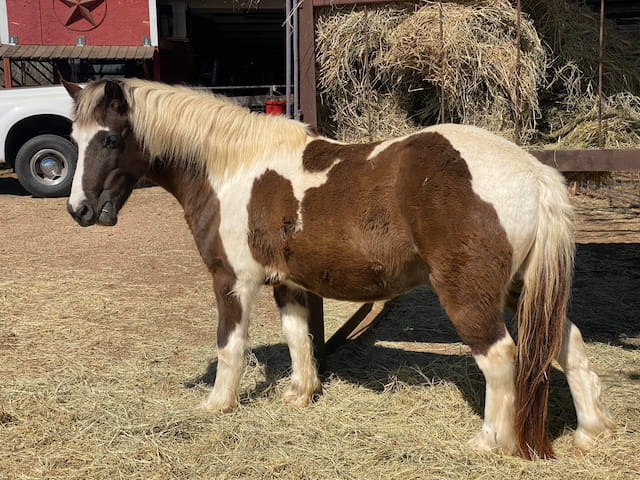 a couple of horses standing in a field