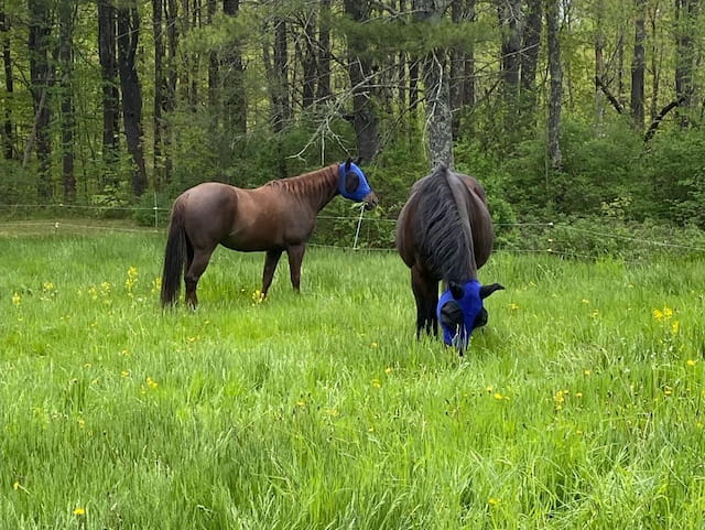 a couple of horses stand in a grassy field