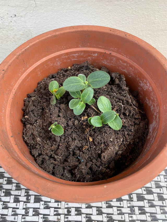 a plant in a pot
