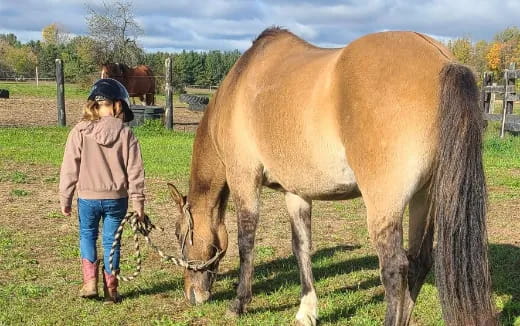 a person feeding a horse