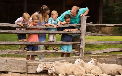 a group of people looking at a sheep behind a fence