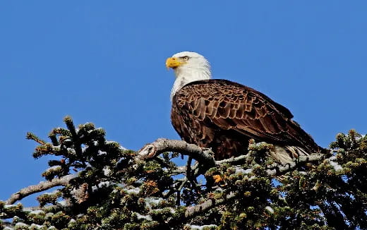a bald eagle perched on a tree