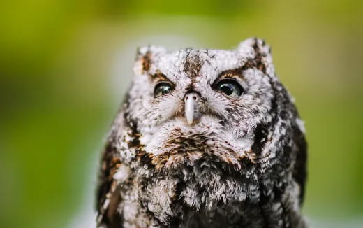 a close up of an owl
