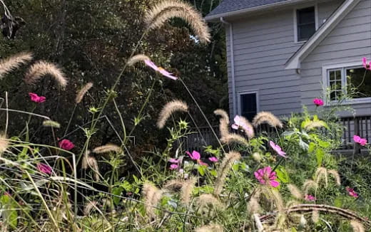 a tree with flowers and grass in front of a house