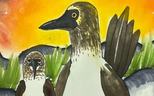 a penguin with a black beak
