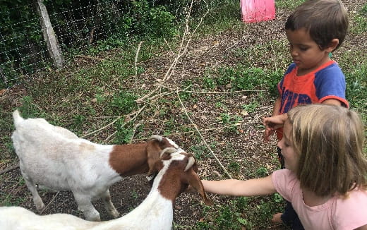 a couple of kids feeding goats