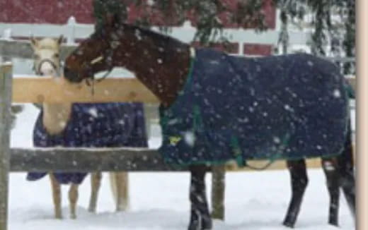 a horse with a saddle and umbrella