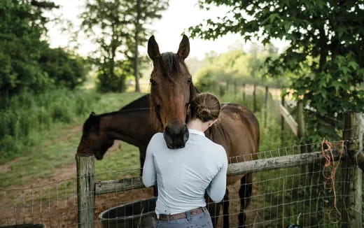 a person looking at a horse
