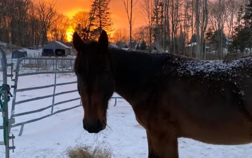 a horse standing in the snow