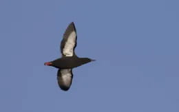 a bird flying in the sky