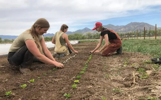 a group of women planting plants
